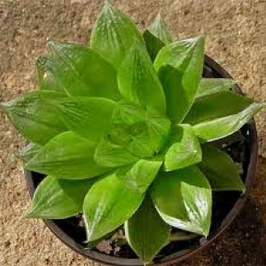 Хавортия-ладьевидная-haworthia-сymbiformis