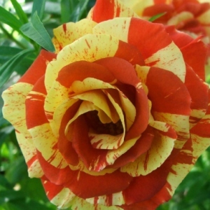 orange-lemon-rose