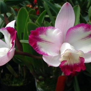 lc. hwa yuan angel little beauty yc