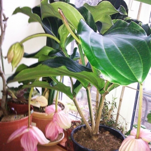 imag0051