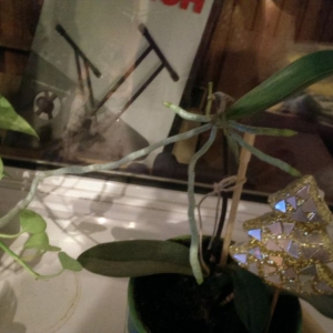 Странный цветок