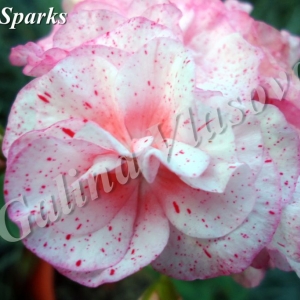 bright sparks