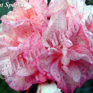 bright sparks 1