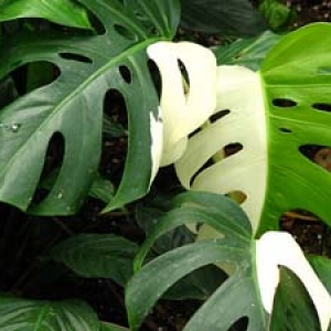 pestrolistnaya-monstera