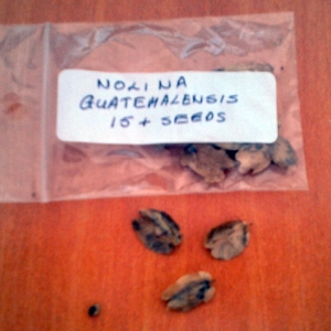 Nolina seeds