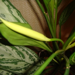 dsc04374