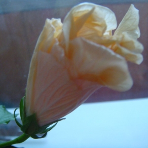 dsc04375