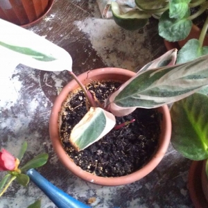 imag0891