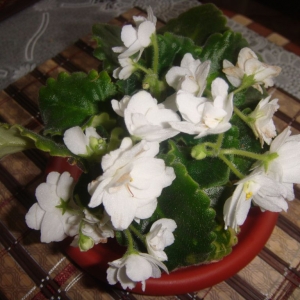 dsc04316