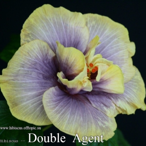 096 - Double Agent