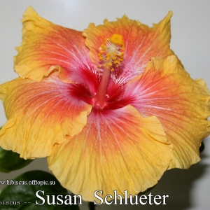 098 - Susan Schlueter