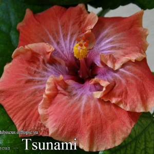 101 - Tsunami