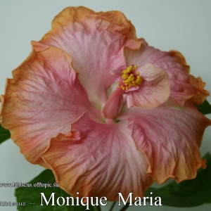 103 - Monique Maria