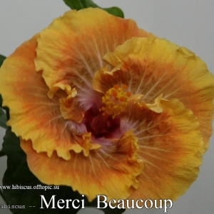 105 - Merci Beaucoup