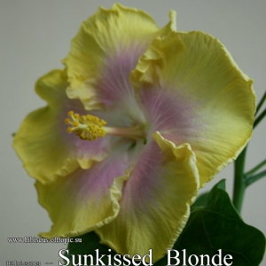 106 - Sunkissed Blonde