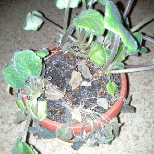 rps20140104 204219 406
