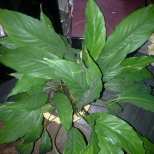 rps20140107 124403 323