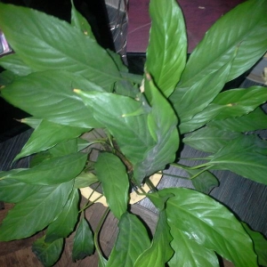 rps20140107 124328 330