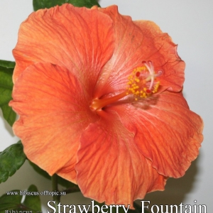 107 - Strawberry Fountain