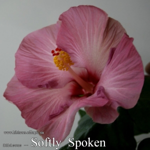 108 - Softly Spoken