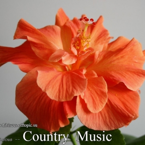 109 - Country Music