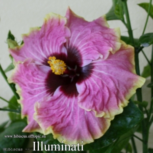 110 - Illuminati