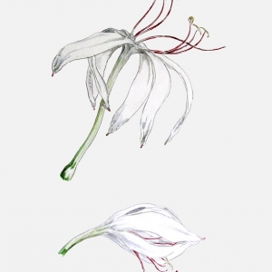 crinum erubescens 01-2007
