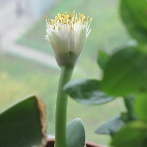 haemanthus albiflos