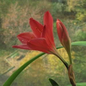 valotta speciosa