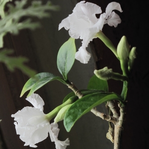 tabernaemontana divaricata февраль 2013