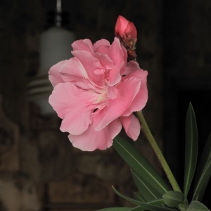 nerium oleander