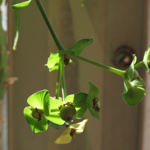 euphorbia