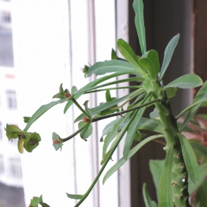 euphorbia 2