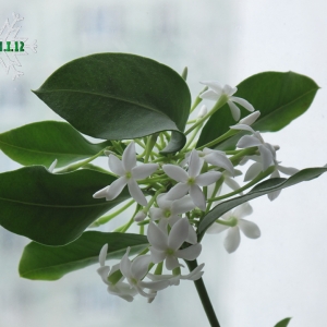 acokanthera 01
