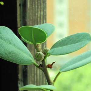 ficus 00
