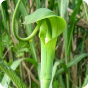 arisaema tortuosum 2