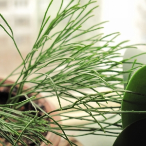 Psilotum triquetrun
