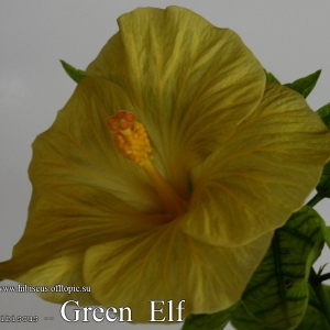 111 - Green Elf
