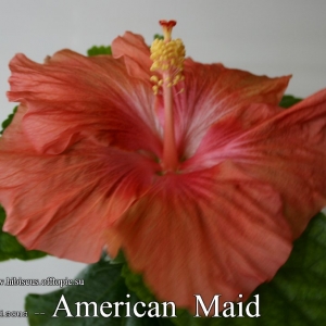 112 - American Maid