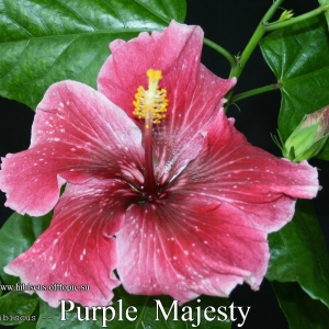 113 - Purple Majesty
