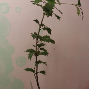 p4102061