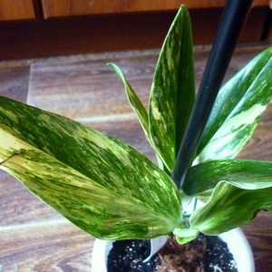 sp.(t09) variegated