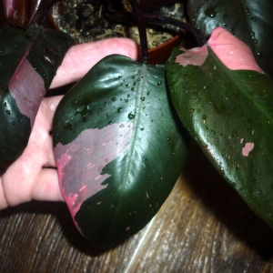 philodendron pink queen