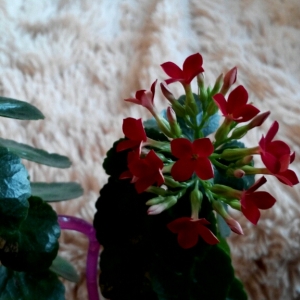 cymera 20140310 174709