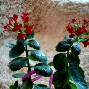 cymera 20140310 174743