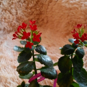 cymera 20140310 174800
