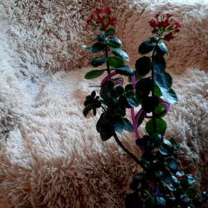 cymera 20140310 174819