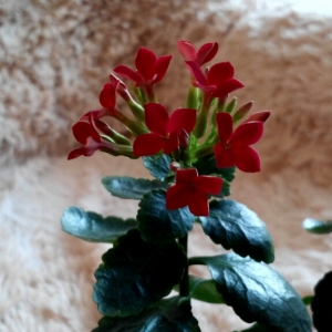 cymera 20140310 174836
