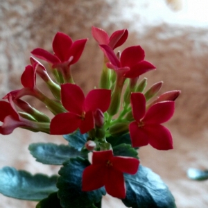 cymera 20140310 174855