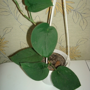 bimheenyjga